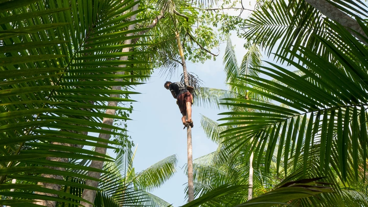 Os açaizeiros passam com frequência dos 20 metros de altura e faz parte da paisagem e dos quintais de boa parte dos ribeirinhos do Pará. Mais leves, as crianças são especialmente valorizadas nesse mercado.