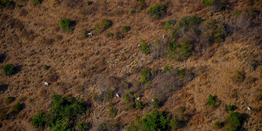 Relatório mostra possível conexão entre JBS e fazenda com histórico de desmatamento Relatório mostra possível conexão entre JBS e fazenda com histórico de desmatamento