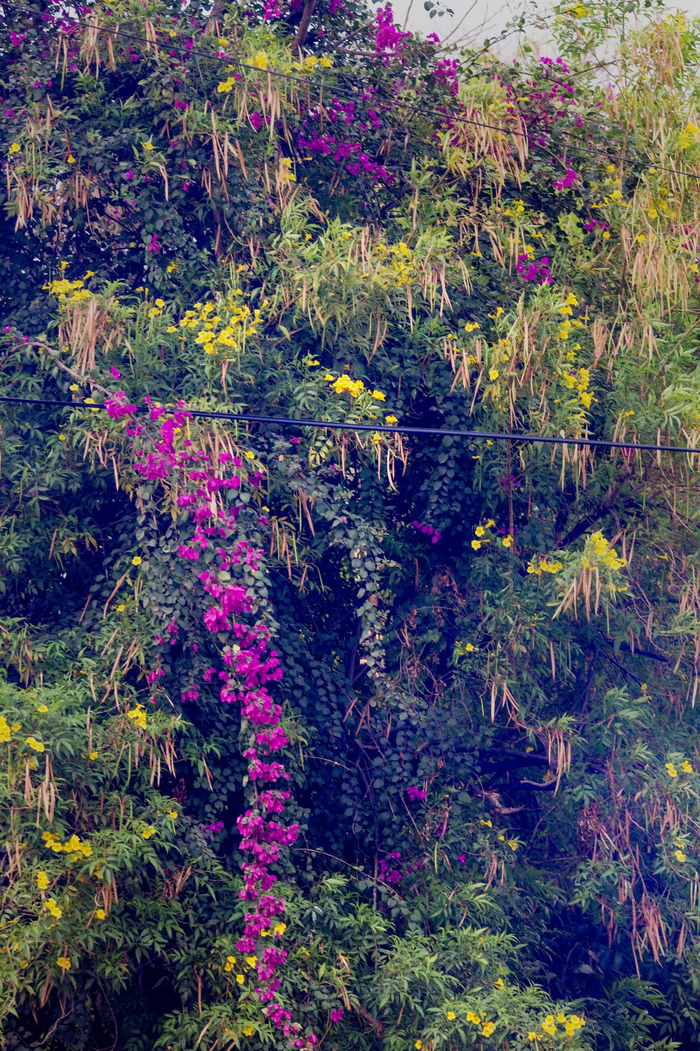 April 2017, El Salvador, San Salvador. Flowers grow over a murder scene in Colonia Londres.(Natalie Keyssar)