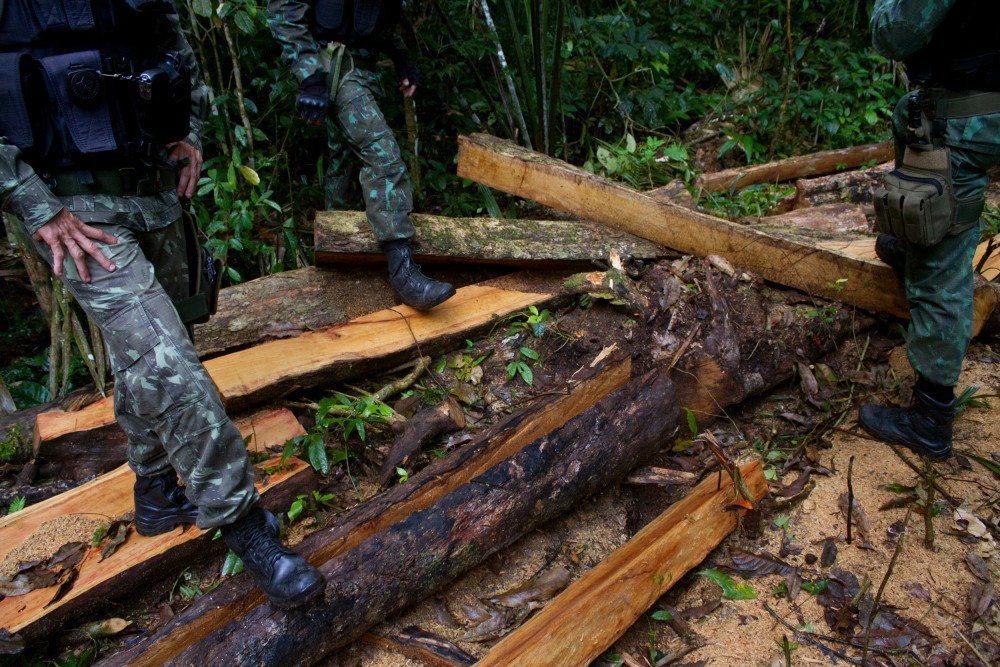 illegal-logging-02-1562184675-1562359413